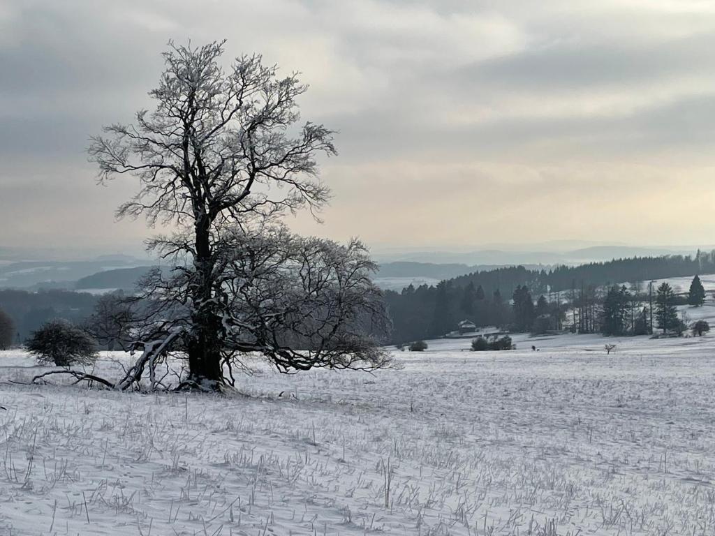 Oaktree-Cottage v zimě