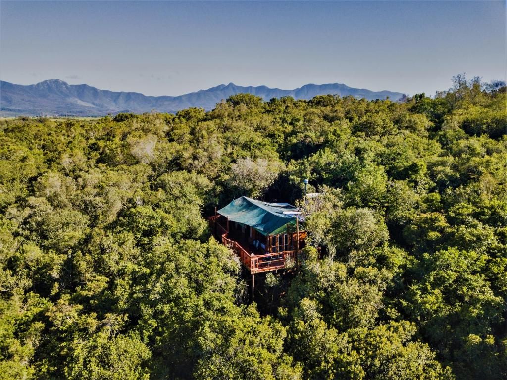 eine Luftansicht eines Hauses inmitten eines Waldes in der Unterkunft Teniqua Treetops in Sedgefield