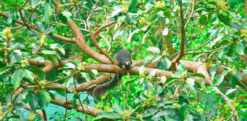 Madushanka Resort - 17