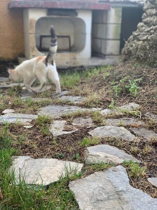Domácí mazlíčci ubytovaní s hosty v ubytování Casa Rural El Limonero