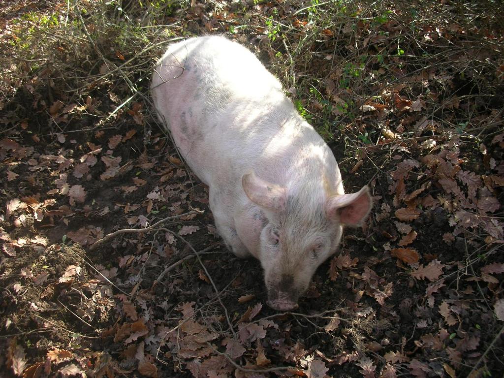 a white pig is standing in the grass at Affittacamere La Fornace in Rigomagno