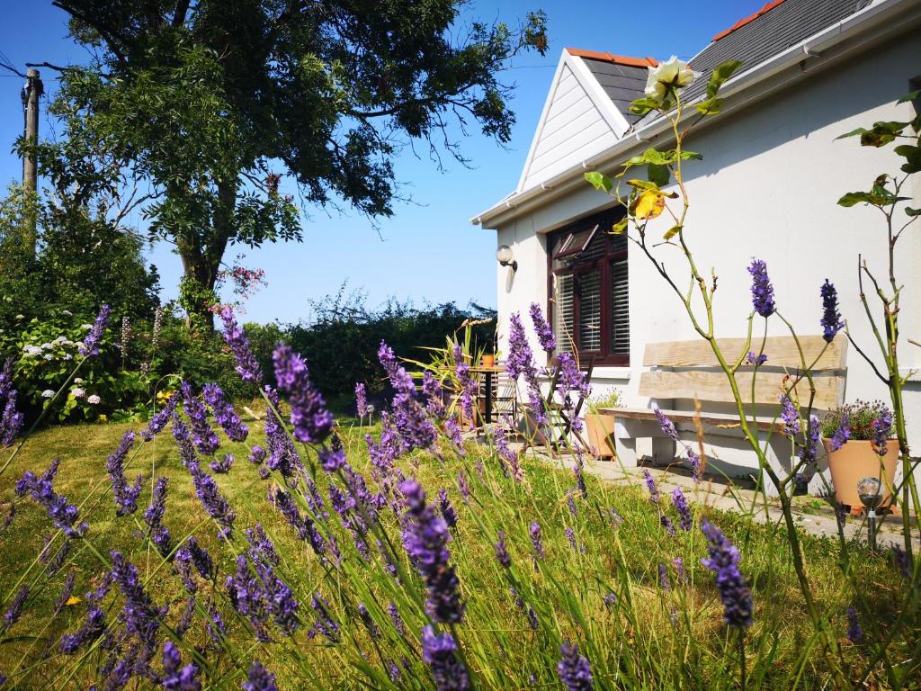 a garden with purple flowers in front of a house at Y Cuddfan Gower in Swansea