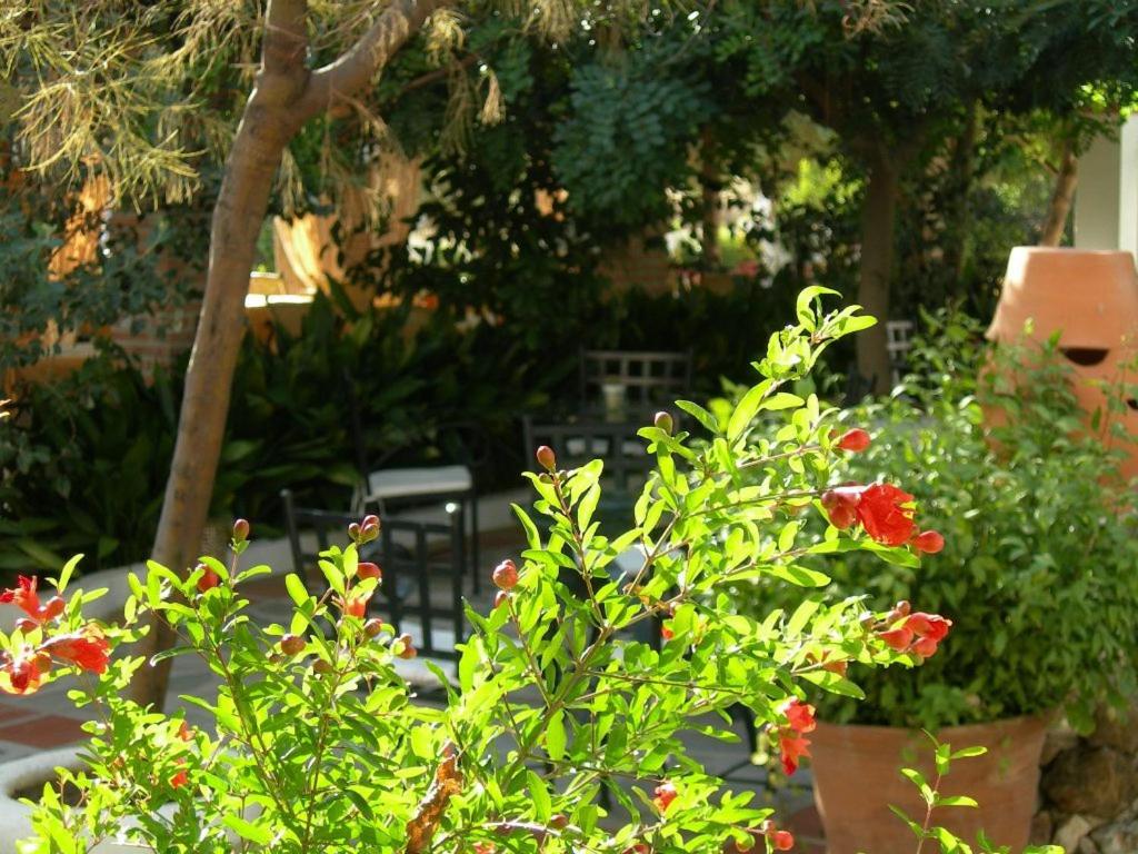 Zahrada ubytování Hotel Alcadima