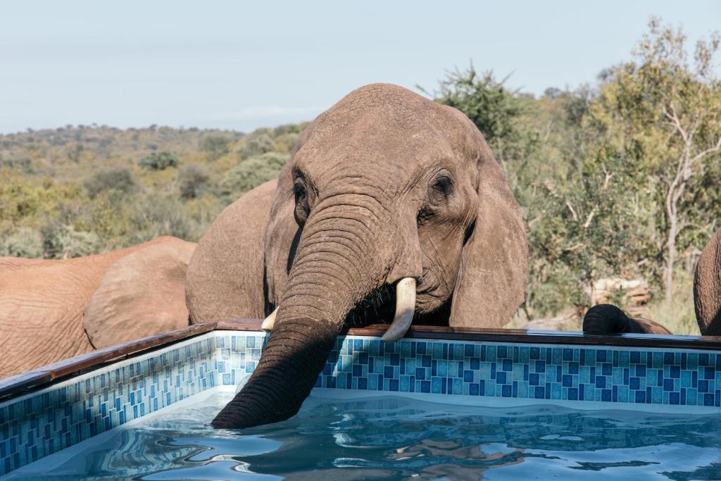 an elephant standing in a swimming pool with its trunk in the water at Isambane Camp in Balule Game Reserve