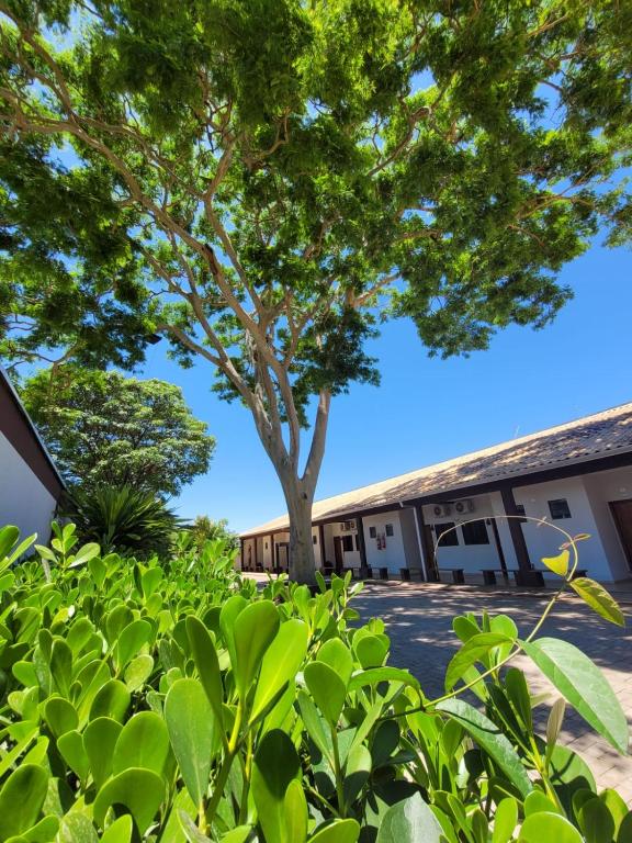 a tree in front of a building at Pousada Rancho Bonito in Bonito