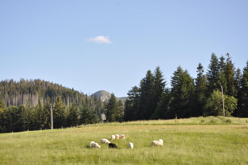 APARTAMENTY "U Bliźniaków" - 16