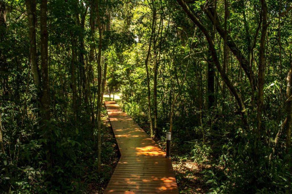 a wooden path in the middle of a forest at Momora distrito selva in Santa Ana
