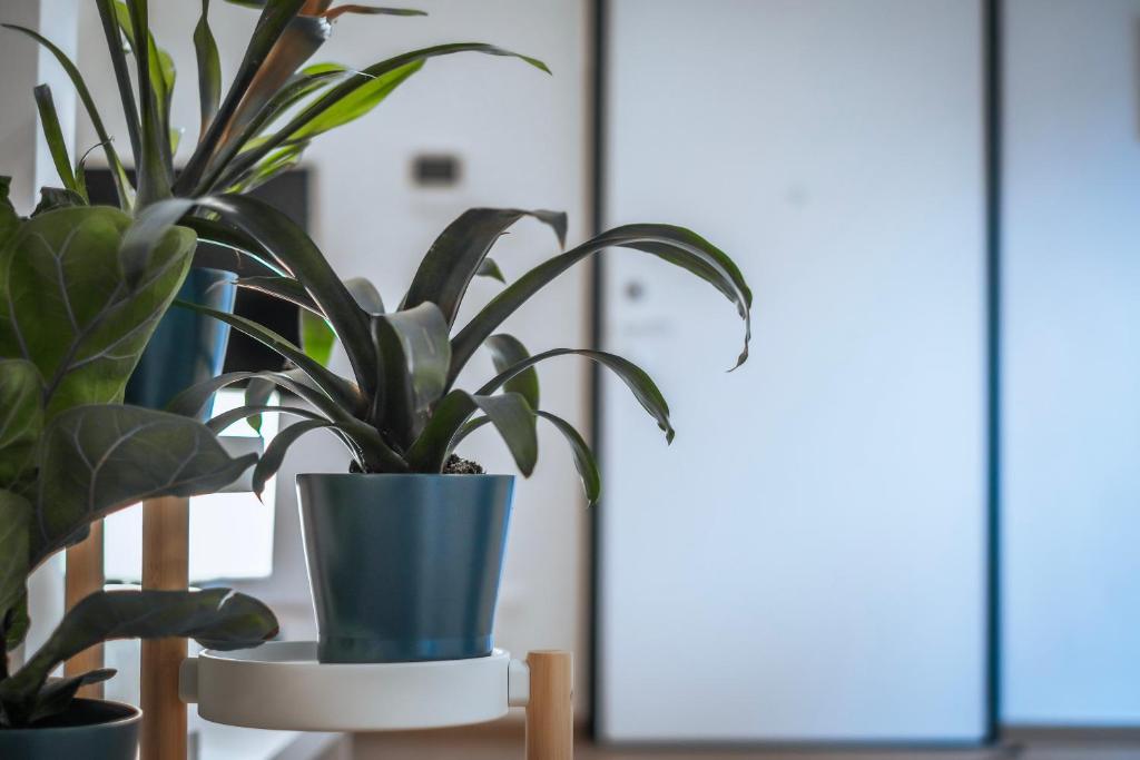 JLH Aparts - Just Like Home - 14