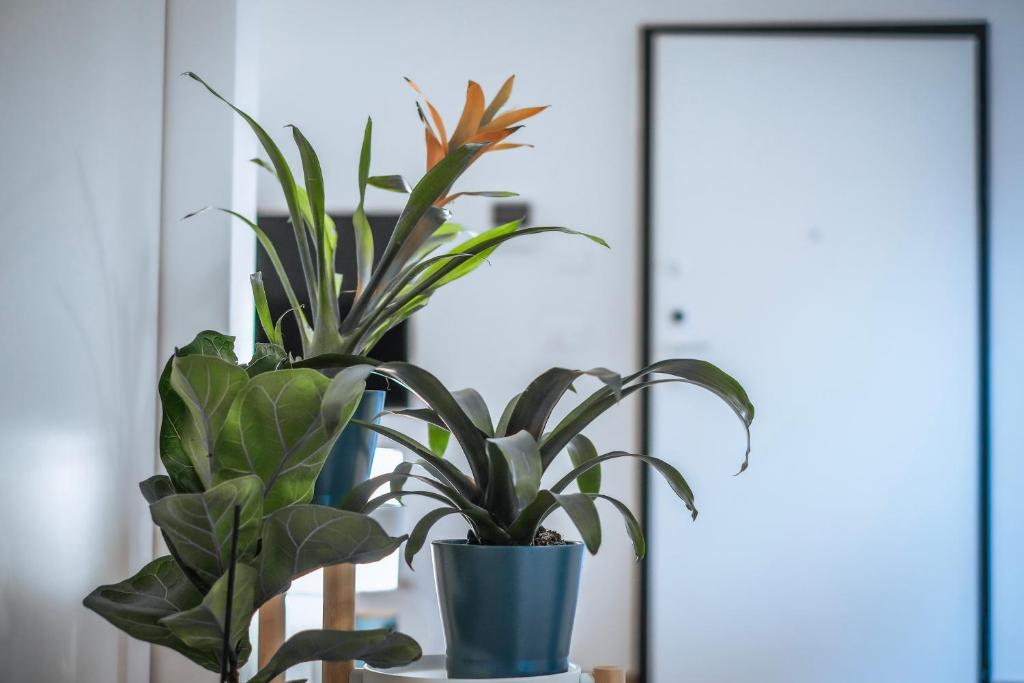 JLH Aparts - Just Like Home - 19