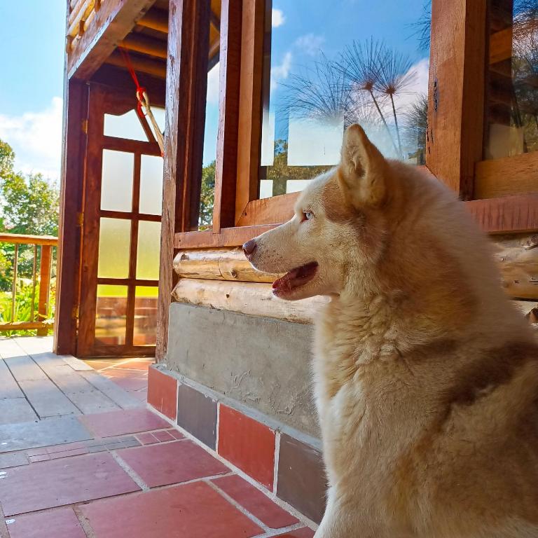 Majutusasutuse Chalet del lago Santa Elena külastajatega peatuv lemmikloom või lemmikloomad