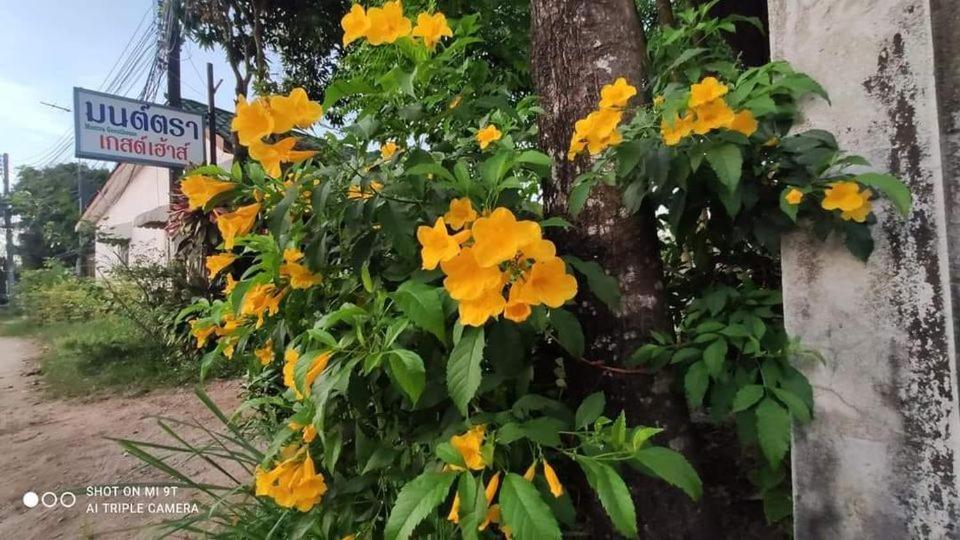 a bunch of yellow flowers on the side of a tree at Montra Guesthouse in Ranong