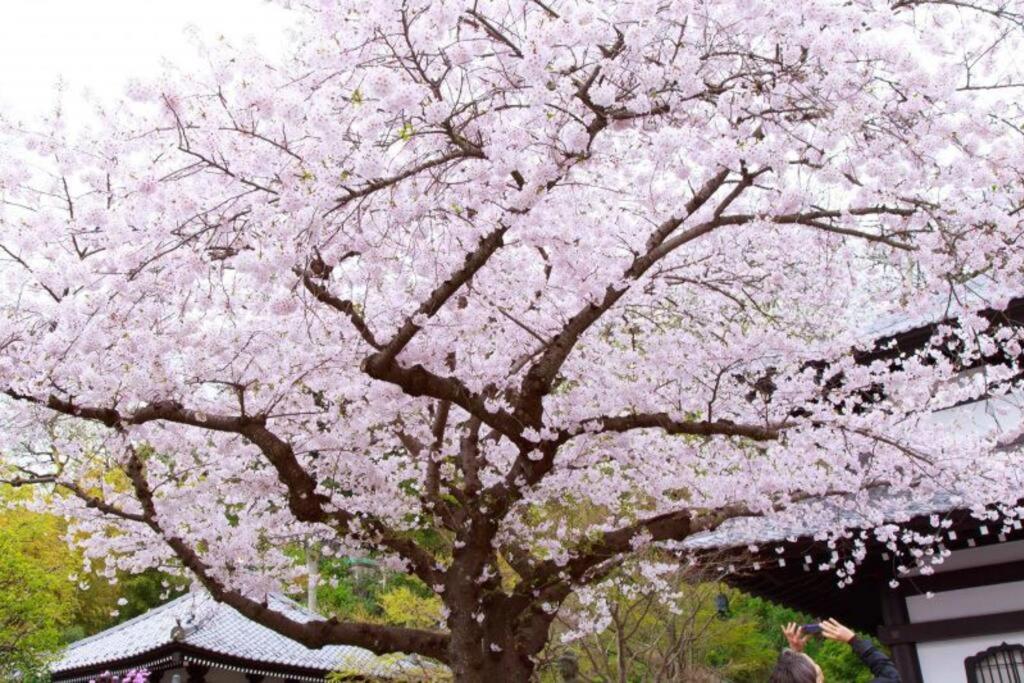 Imagem da galeria de Seaside House Enoshima 江ノ島, Free Parking 漫居湘南海岸, 尋訪灌籃高手 em Koshigoe