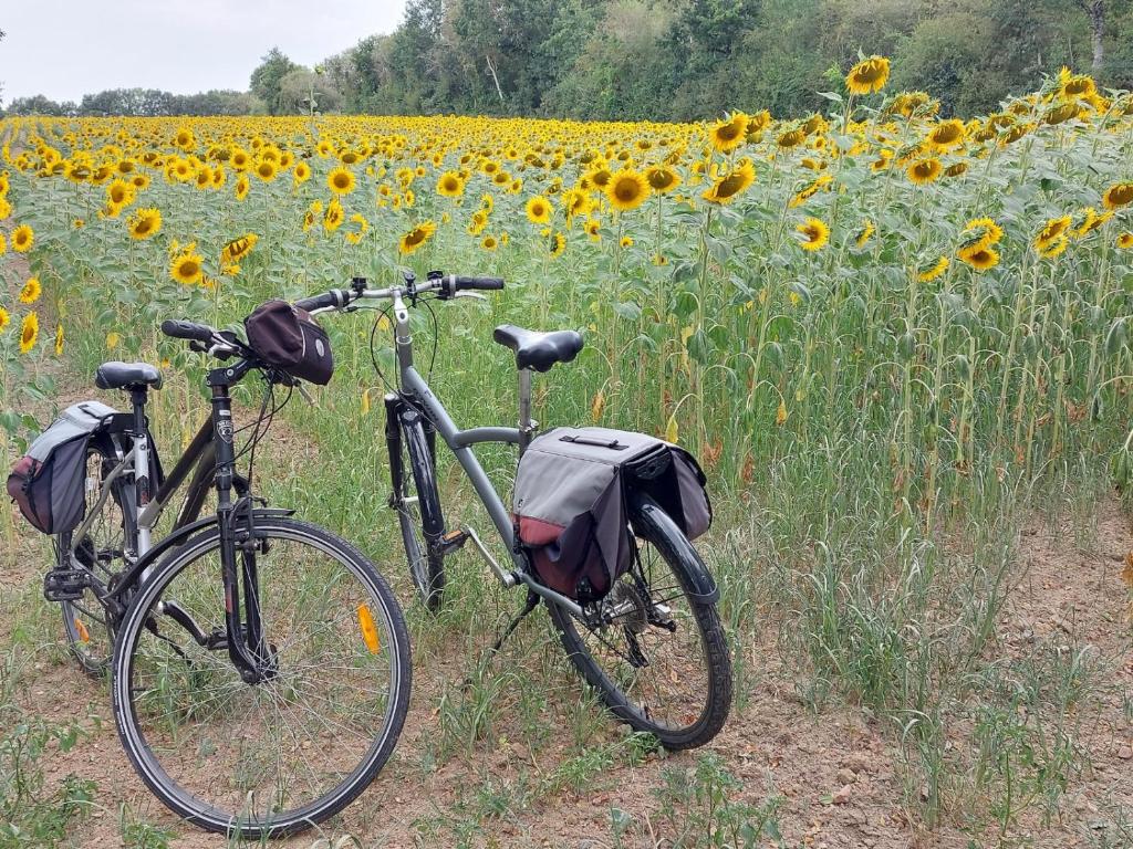 dos motos estacionadas en un campo de girasoles en Le Moulin du Chemin, en Scillé