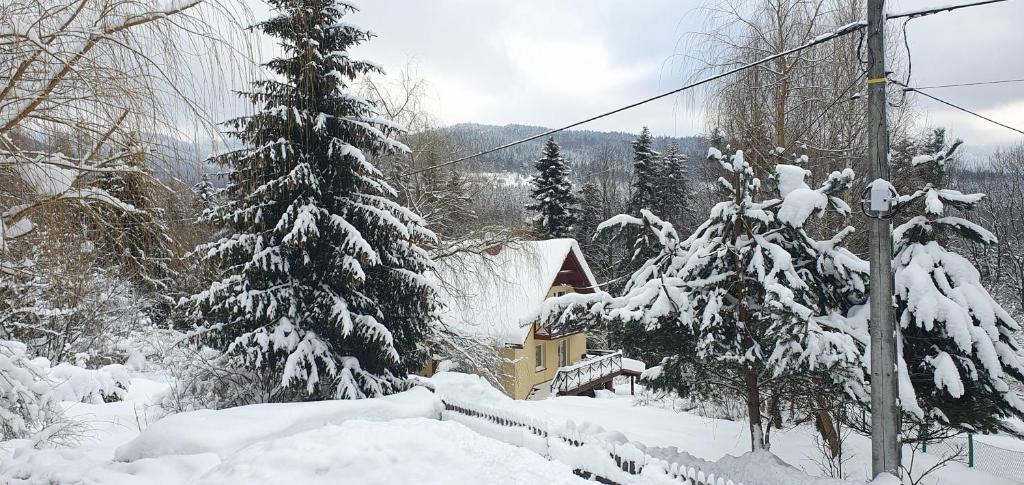un patio cubierto de nieve con una casa y un árbol cubierto de nieve en Gosidomek, en Zawoja