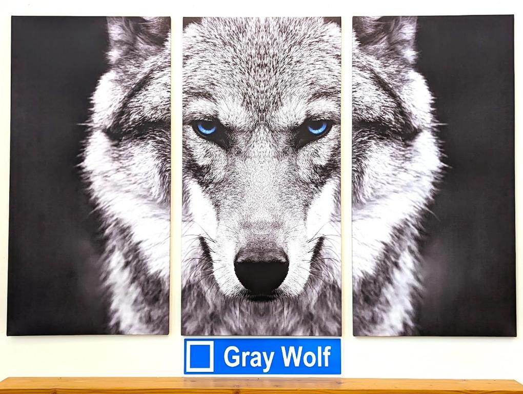 Gray Wolf, Whitefish (updated prices 2024)