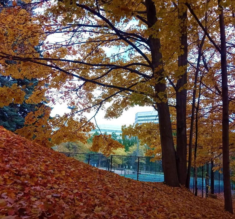 Pan Pacific Toronto - Resim 22