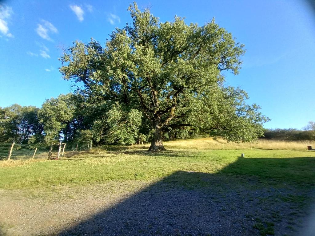 een grote boom in het midden van een veld bij La Tuilerie in Pindray