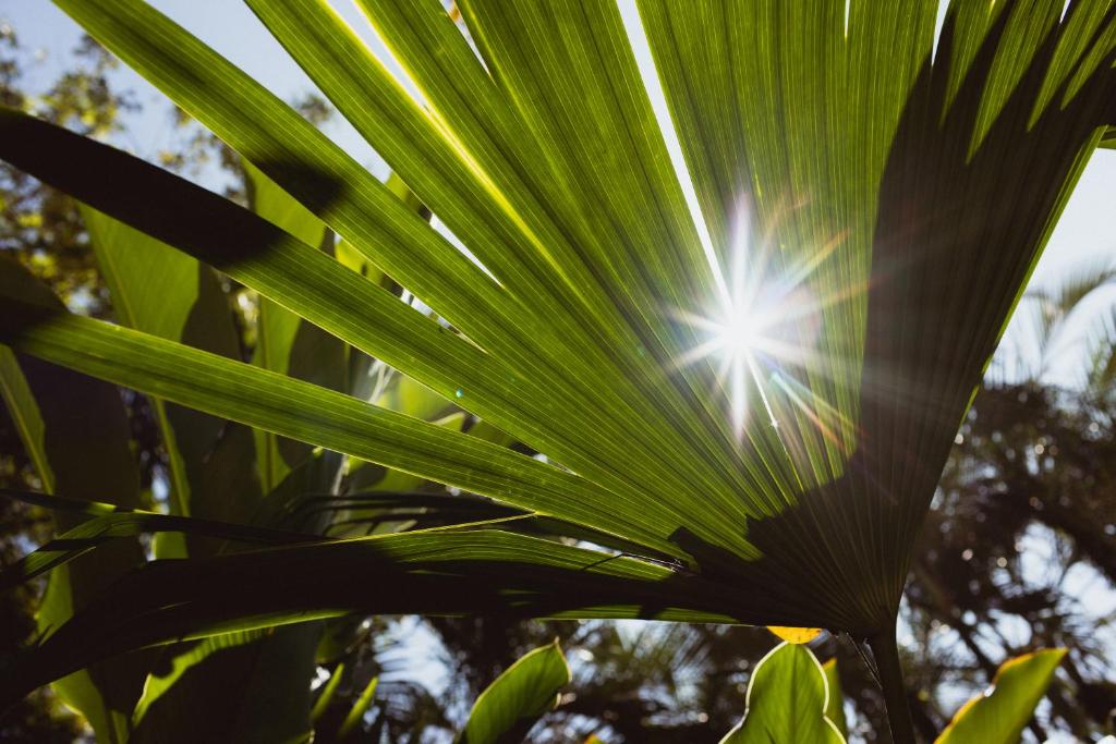 Fotografie z fotogalerie ubytování Mawamba Lodge v destinaci Tortuguero