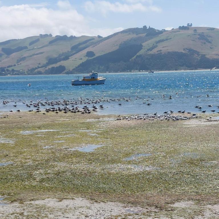 Otago Peninsula Paradise - Resim 26