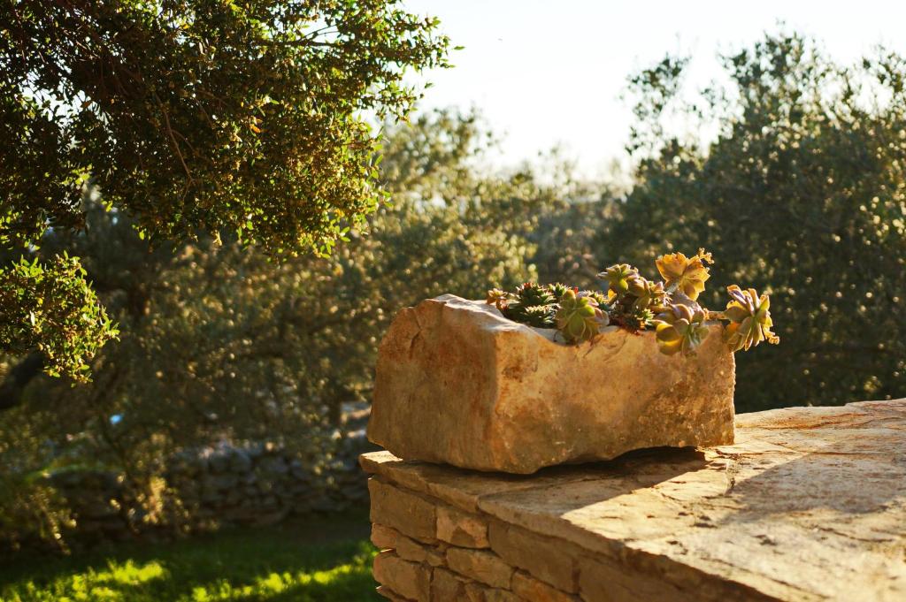 Zahrada ubytování Stone House San Pelegrin