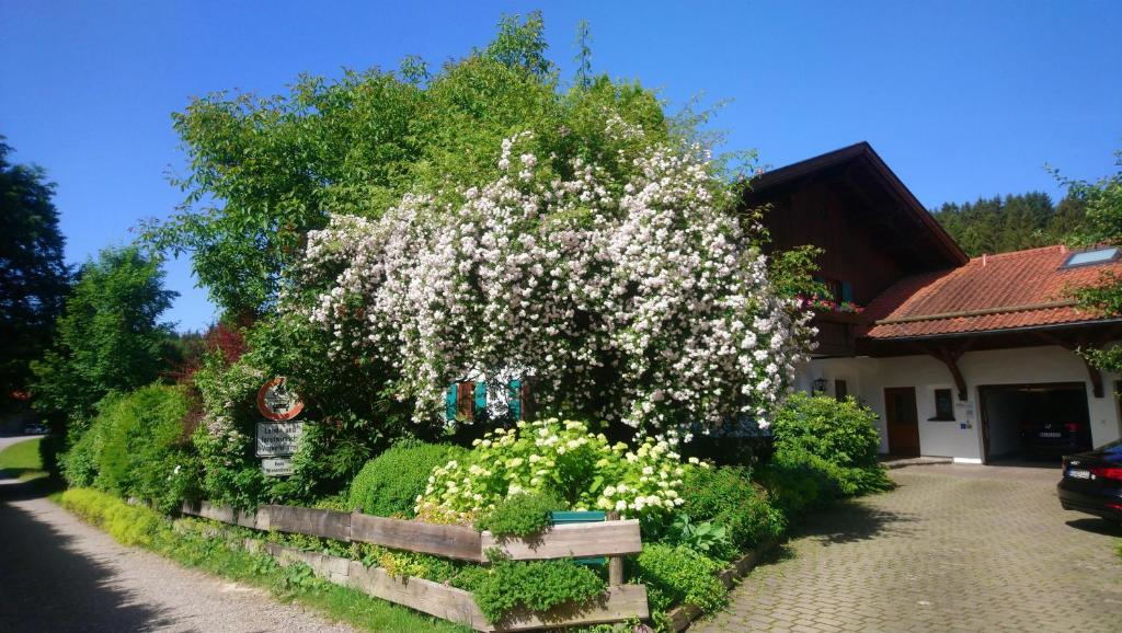 リーデンにあるFerienhaus "Allgäu"の白花の木