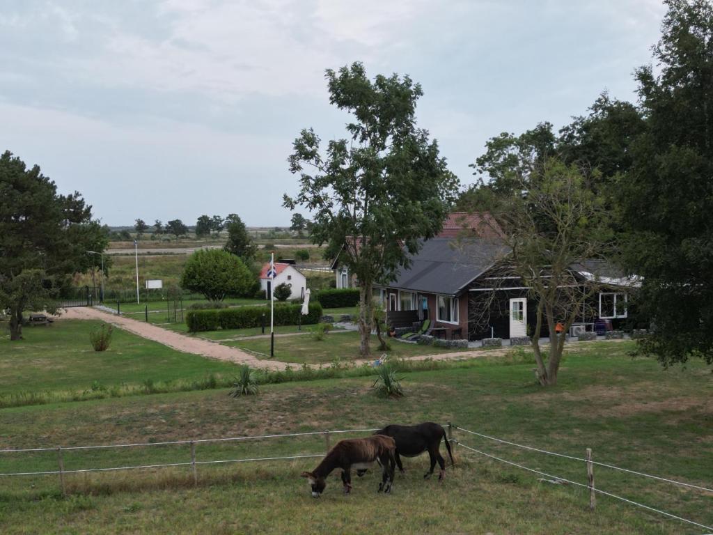 Zvířata v bed and breakfast nebo okolí
