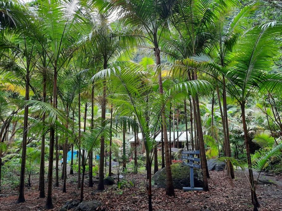 un bosque de palmeras con una señal en el medio en Chalet de Bérènice, en Saint-Joseph