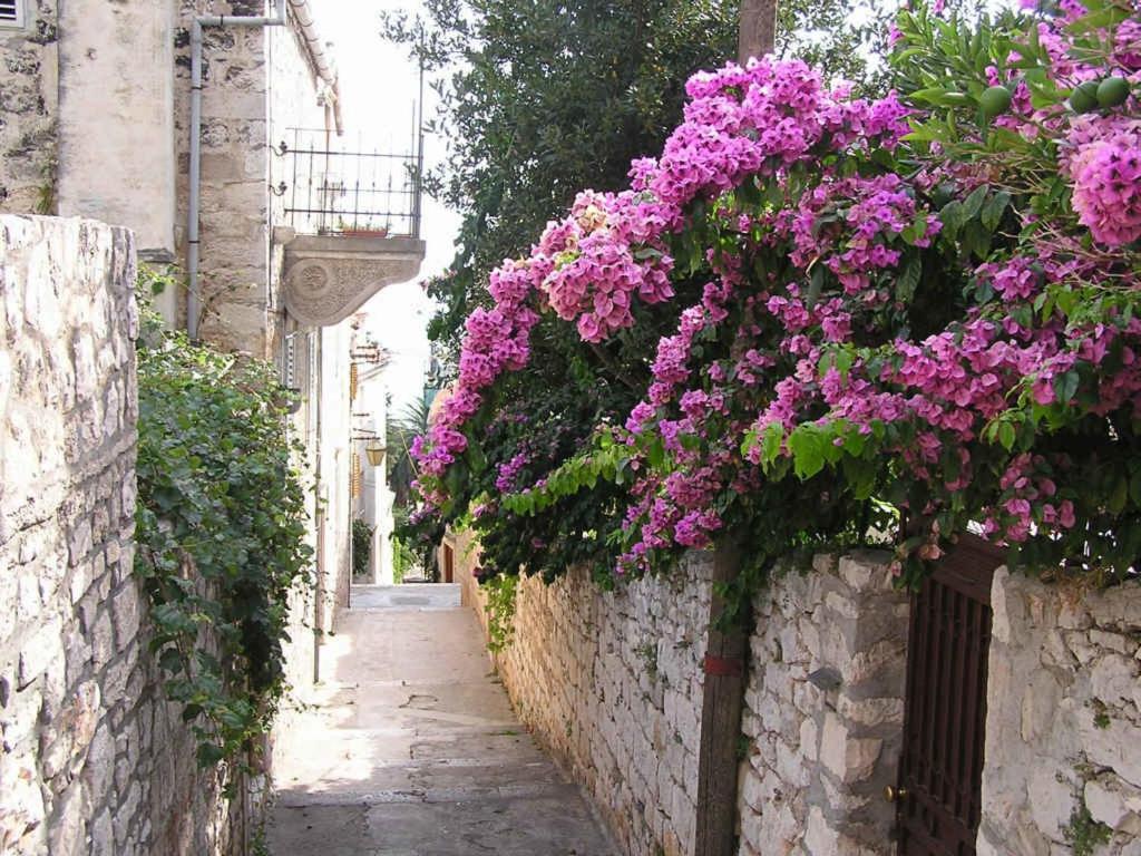 Ogród w obiekcie Apartments Mima Hvar