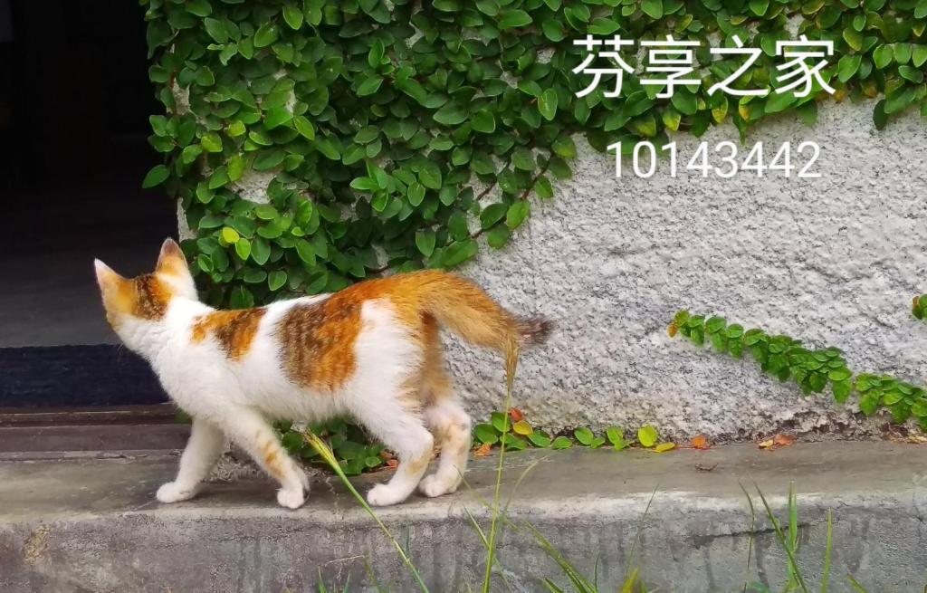 a orange and white cat walking outside of a building at Green 58 B&amp;B in Hengchun South Gate