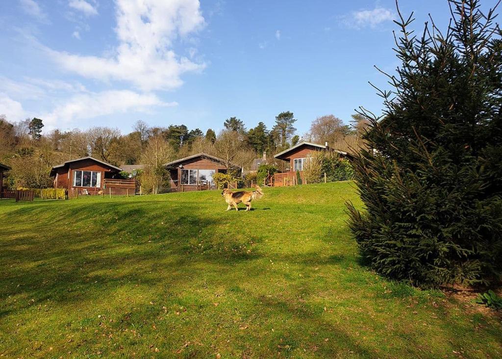 a cow standing in a field in a yard at Rudyard Lake Lodges in Rudyard