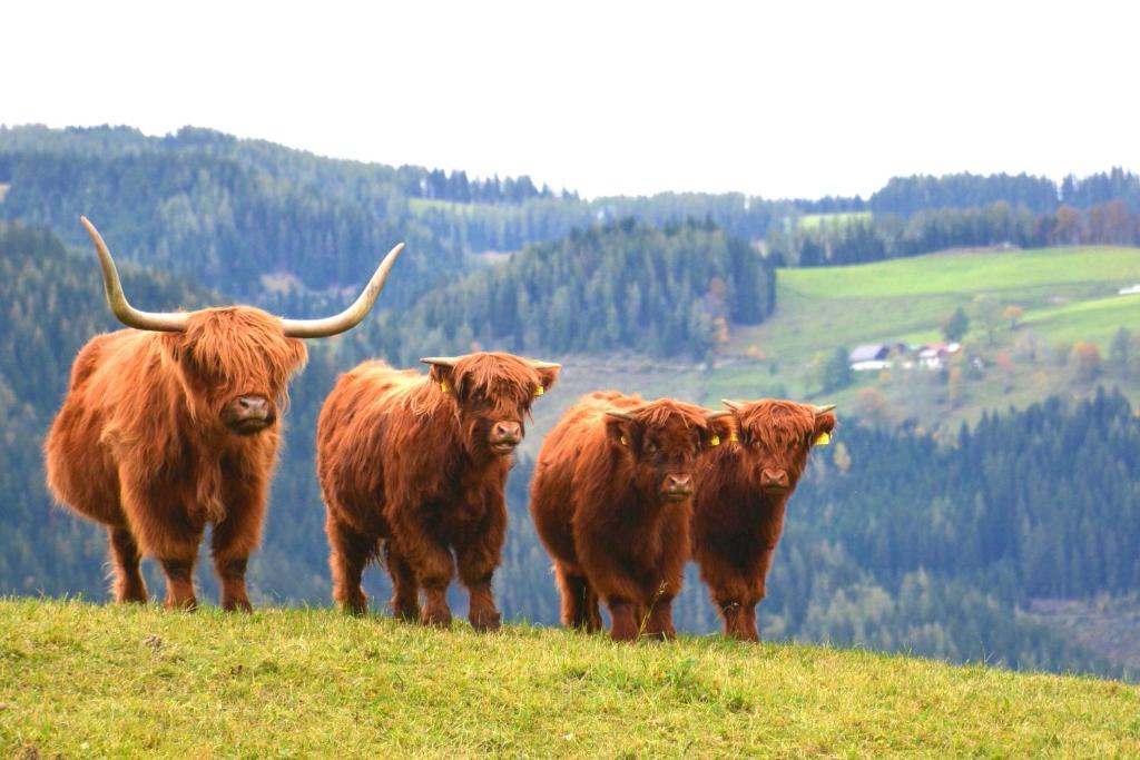 un grupo de vacas de pie en una colina pastosa en Frühstückspension Ochnerbauer, en Kindberg