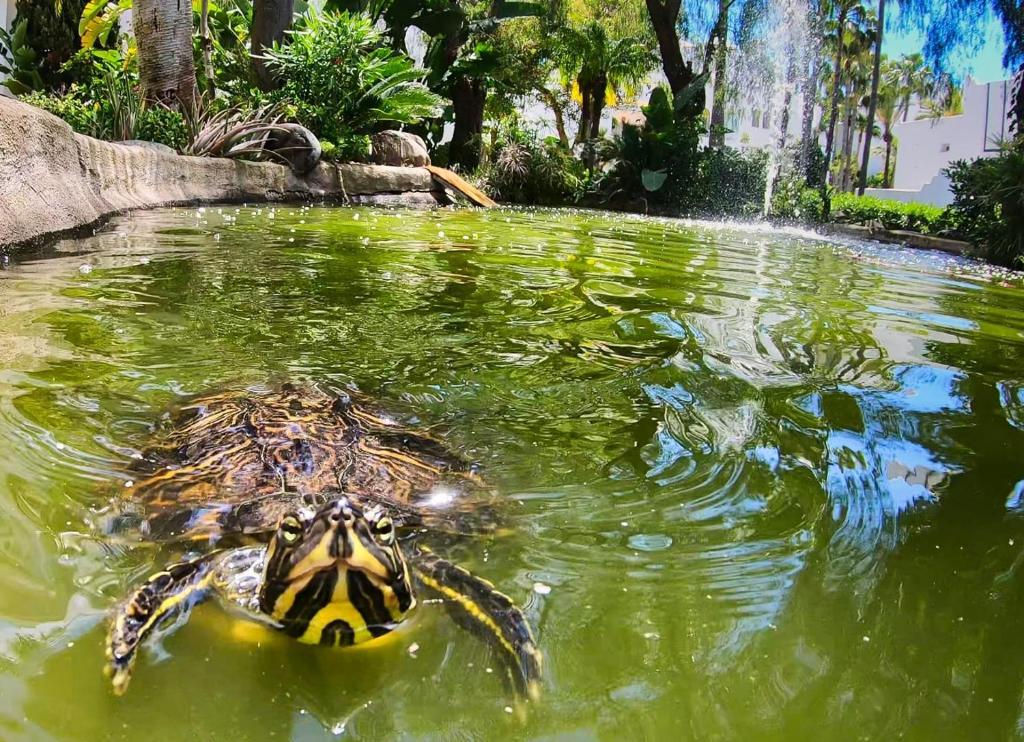 una tortuga nadando en el agua cerca de una fuente en Stay in Paradise Luxury Apartment, en Marbella