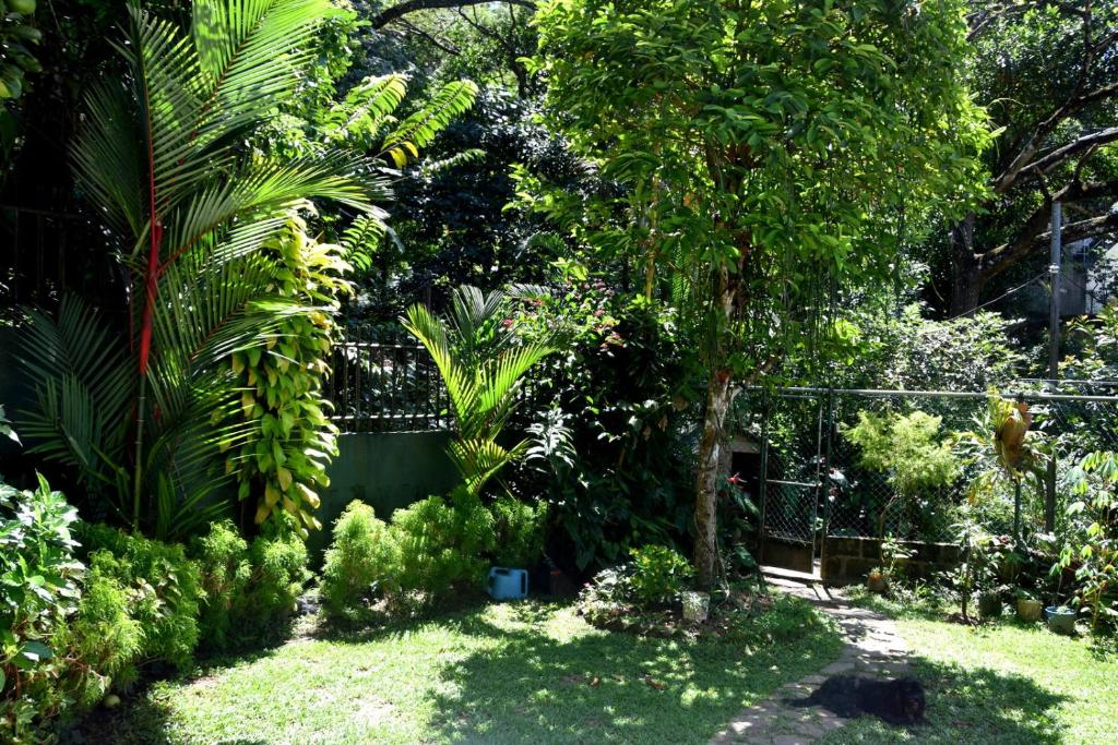 Zahrada ubytování Cozy Homestay Kandy