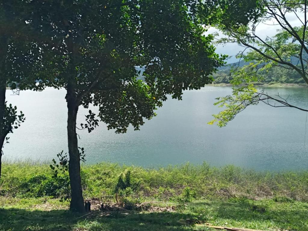 a view of a lake from between two trees at Randeniya Hena in Teldeniya