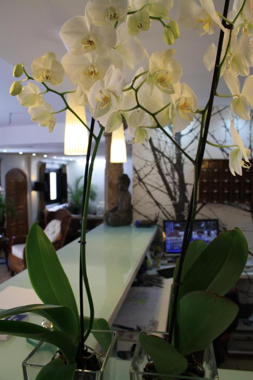 a vase filled with white orchid flowers on a desk at Santuario San José in San José