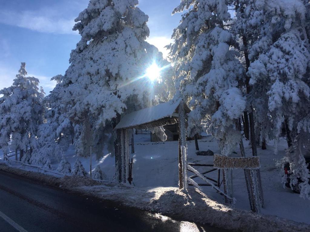 eine Sonne, die durch schneebedeckte Bäume neben einer Straße scheint in der Unterkunft Vikendica Martinović in Divčibare