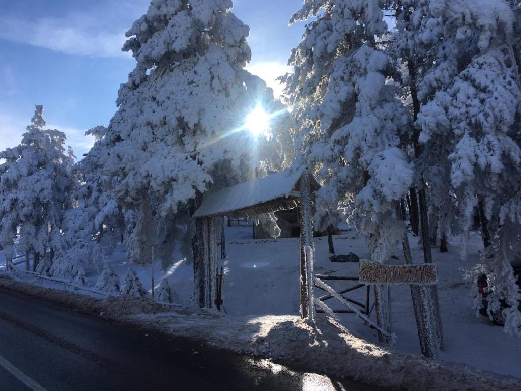 a sun shining through snow covered trees next to a road at Vikendica Martinović in Divčibare