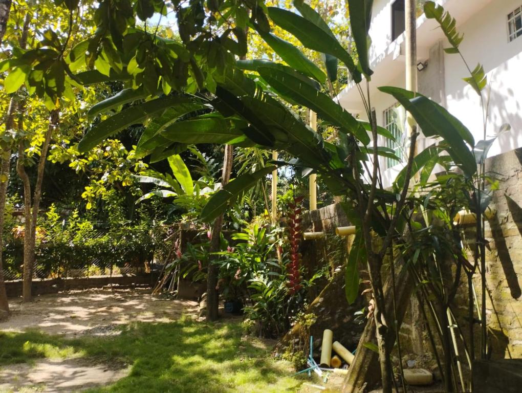 un jardin avec des bananiers et une clôture dans l'établissement Hostal y Camping Villa Guadua Tayrona, à Santa Marta
