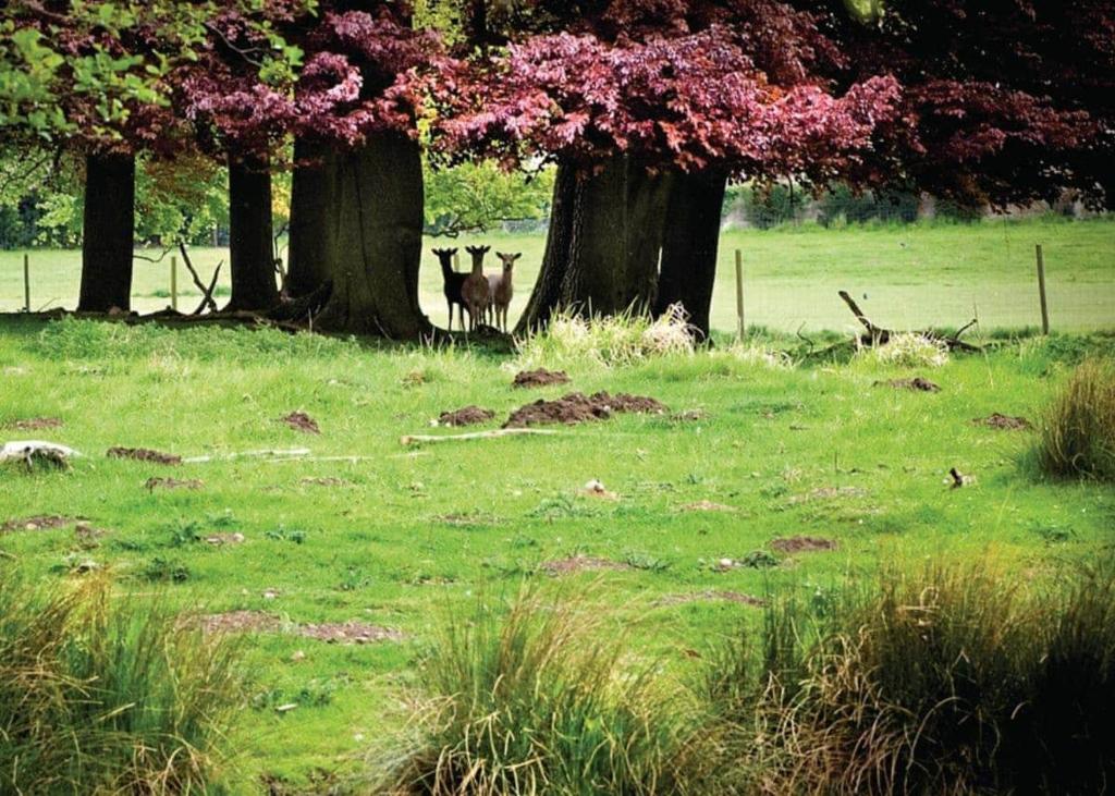 two animals standing in a field next to trees at The Sherwood Hideaway Lodges 