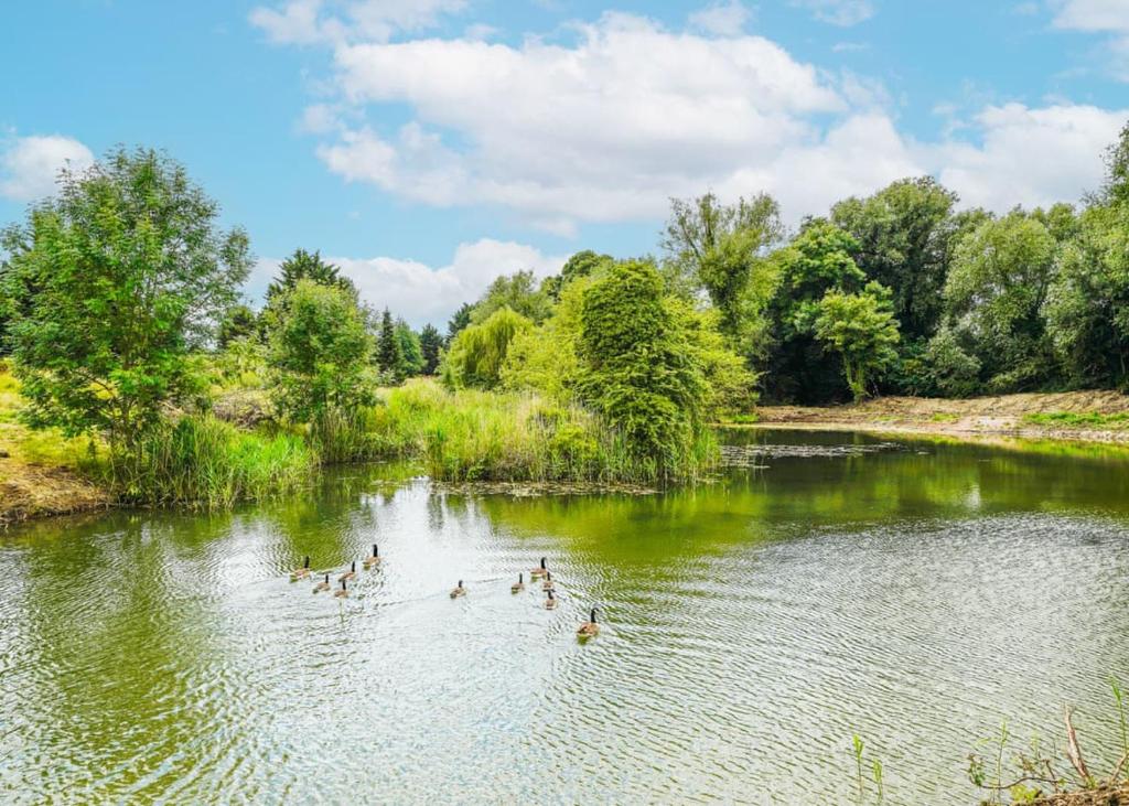 un grupo de patos nadando en un lago en Faringdon Grange, en Faringdon