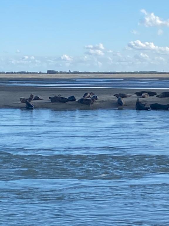 un groupe d’oiseaux assis sur le rivage d’une masse d’eau dans l'établissement Cote Port, au Crotoy