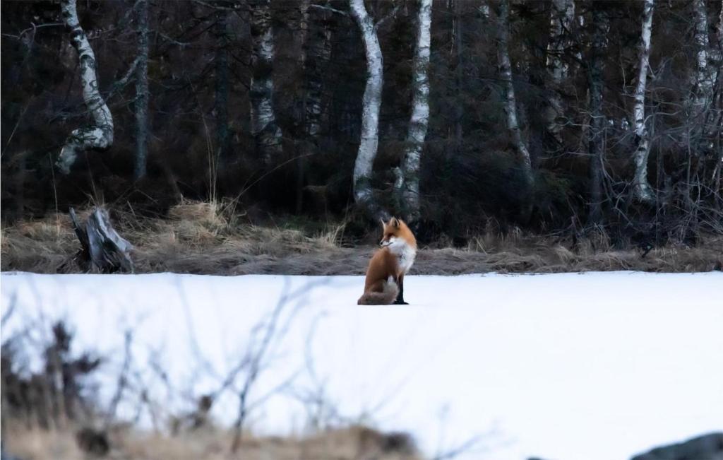 Zvířata v prázdninového domu nebo okolí