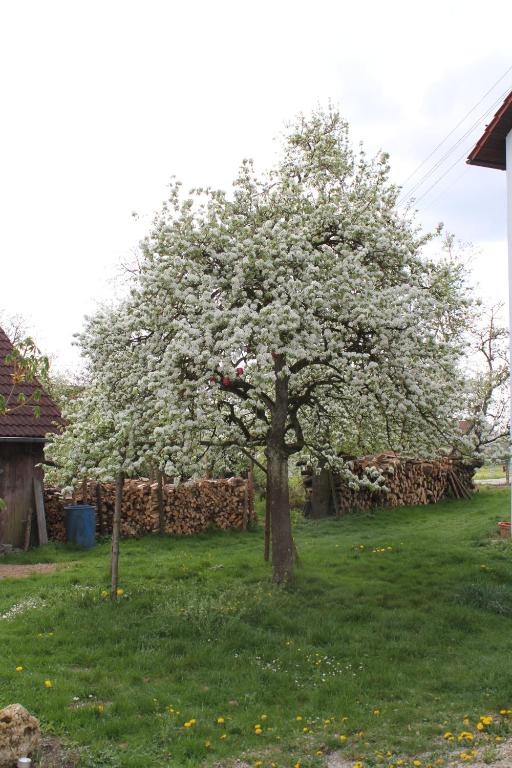 Zahrada ubytování Landgasthof Weberhans