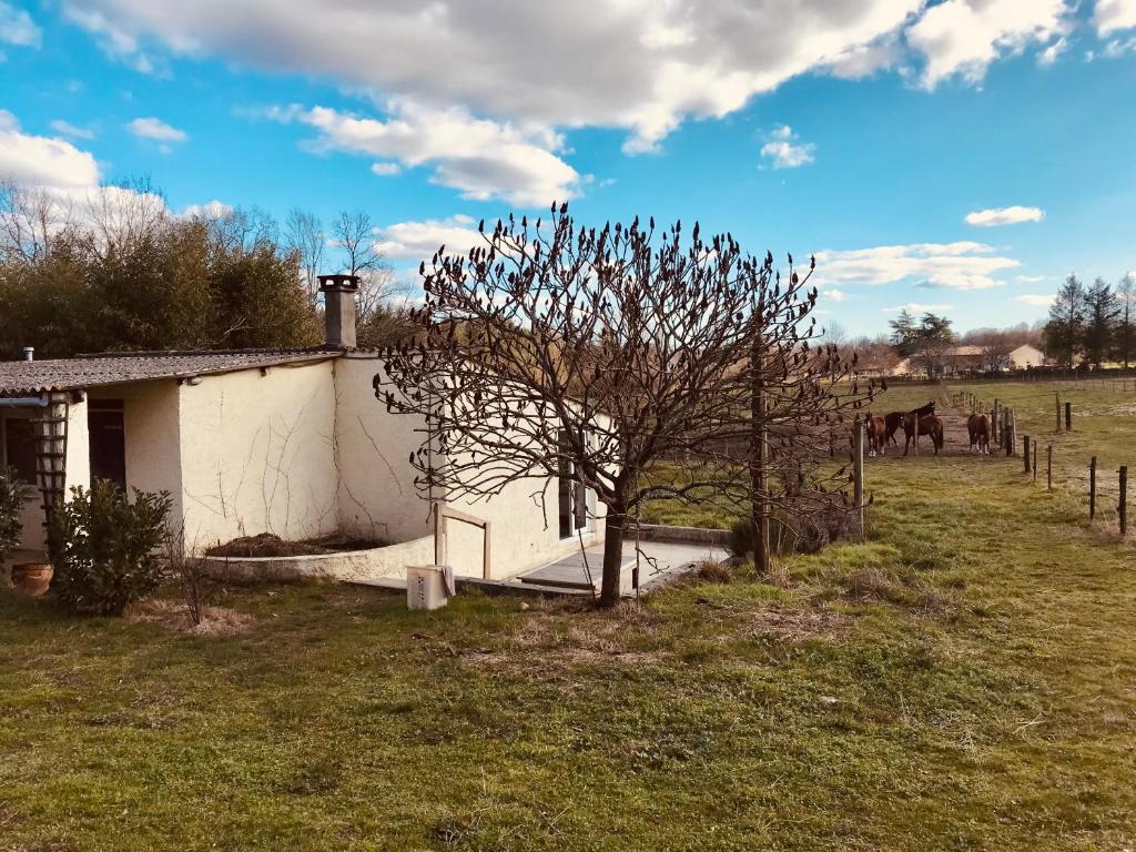 uma árvore com pássaros sentados ao lado de um edifício em Gîte de l’écuyer em Eygurande-et-Gardedeuil