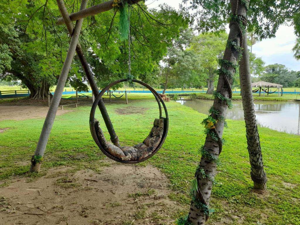 Capivara - Picture of Pousada e Camping Santa Clara, Corumba