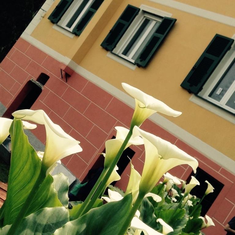 a plant with white flowers in front of a building at BBQ Lodge in Camogli
