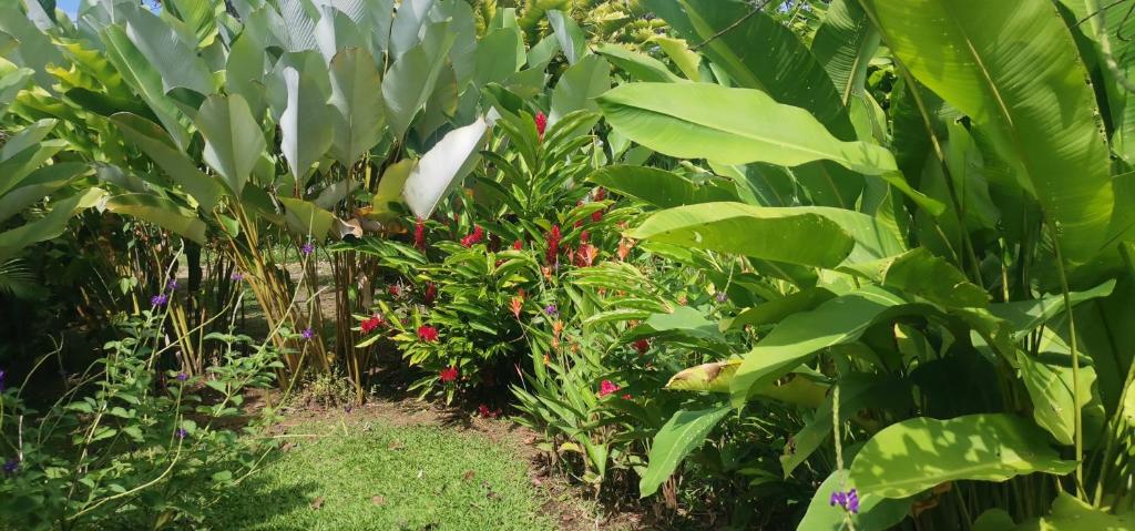 Zahrada ubytování Granja Agua Azul, Wi-FI,AC-WC,Parking,la Fortuna