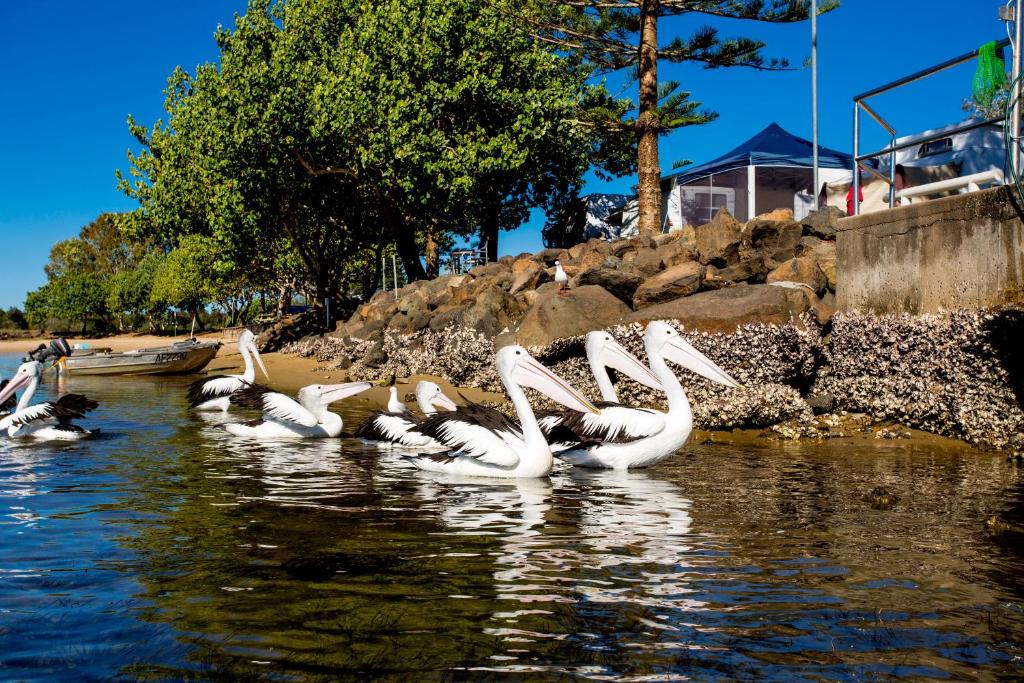 a group of white swans swimming in the water at Reflections Massy Greene - Holiday Park in Brunswick Heads