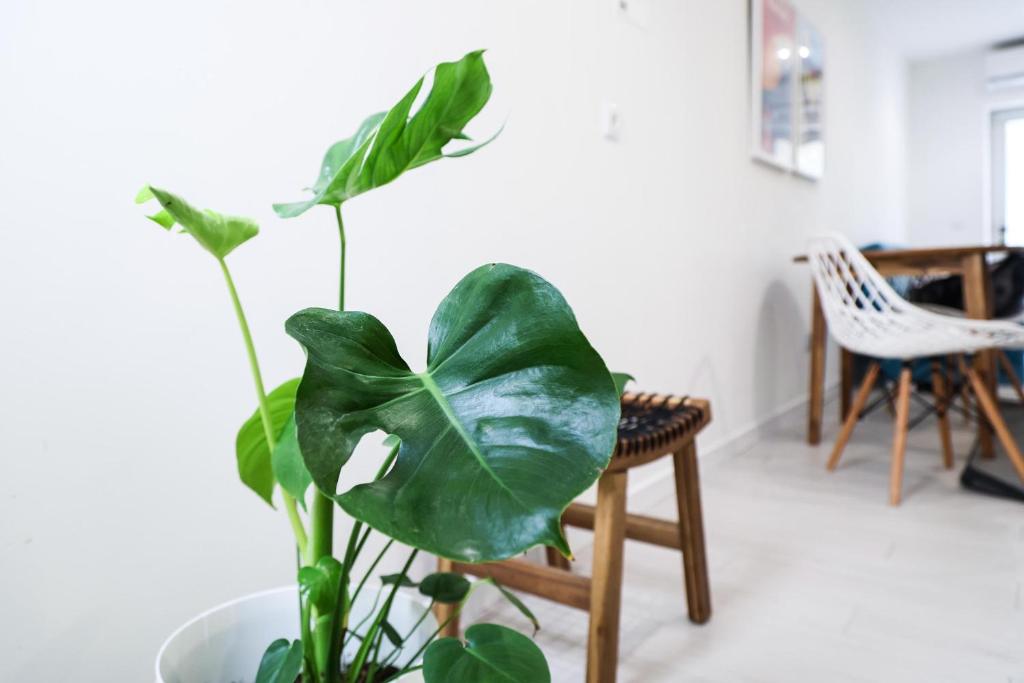 Casa da Candida one place, many things - 12