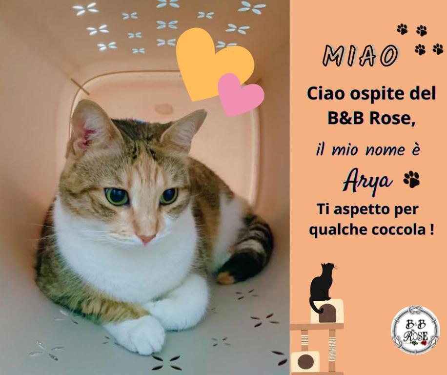 Domácí mazlíčci ubytovaní s hosty v ubytování B&B ROSE OSIMO